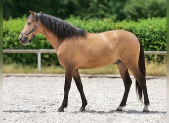Cruzado, Ruin, 3 Jaar, 154 cm, Falbe