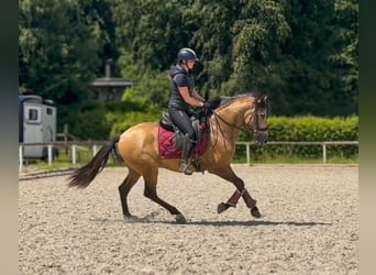 Cruzado, Ruin, 3 Jaar, 154 cm, Falbe