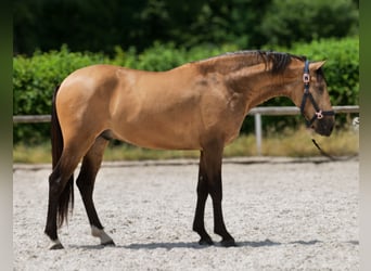 Cruzado, Ruin, 3 Jaar, 154 cm, Falbe