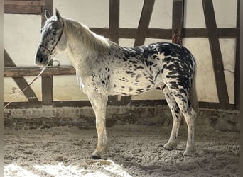Cruzado, Ruin, 3 Jaar, 156 cm, Appaloosa