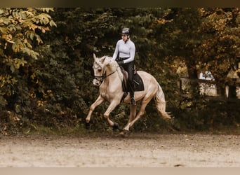Cruzado, Ruin, 3 Jaar, 158 cm, Palomino