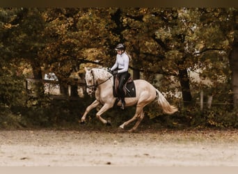 Cruzado, Ruin, 3 Jaar, 158 cm, Palomino