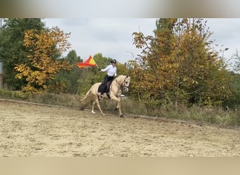 Cruzado, Ruin, 3 Jaar, 158 cm, Palomino