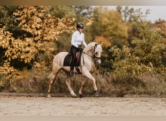 Cruzado, Ruin, 3 Jaar, 158 cm, Palomino