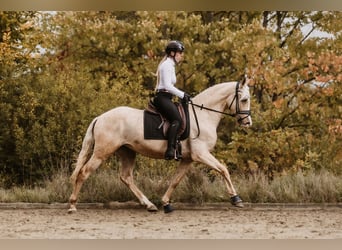 Cruzado, Ruin, 3 Jaar, 158 cm, Palomino