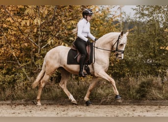Cruzado, Ruin, 3 Jaar, 158 cm, Palomino