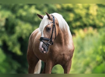 Cruzado, Ruin, 3 Jaar, 158 cm, Palomino