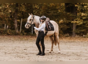 Cruzado, Ruin, 3 Jaar, 158 cm, Palomino