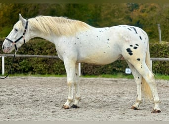 Cruzado, Ruin, 3 Jaar, 160 cm, Appaloosa