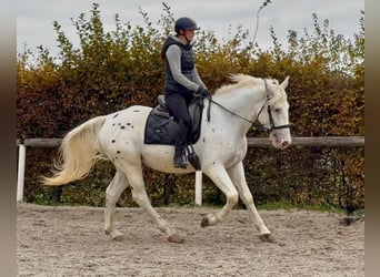 Cruzado, Ruin, 3 Jaar, 160 cm, Appaloosa