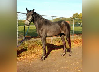 Cruzado Mix, Ruin, 3 Jaar, 165 cm, Blauwschimmel