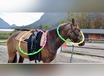 Cruzado, Ruin, 4 Jaar, 150 cm, Bruin