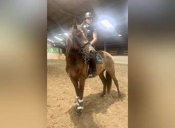 Cruzado, Ruin, 4 Jaar, 150 cm, Bruin