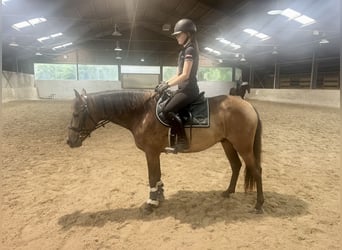 Cruzado, Ruin, 4 Jaar, 150 cm, Bruin