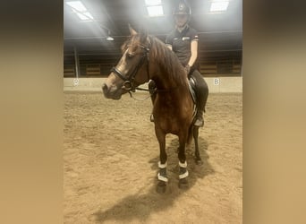 Cruzado, Ruin, 4 Jaar, 150 cm, Bruin
