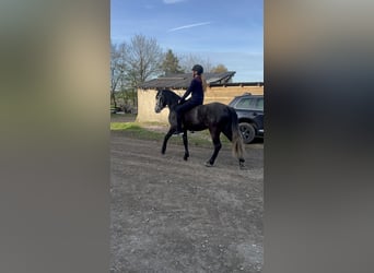 Cruzado Mix, Ruin, 4 Jaar, 152 cm, kan schimmel zijn