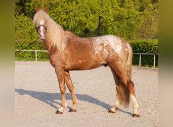 Cruzado, Ruin, 4 Jaar, 158 cm, Appaloosa