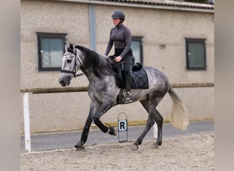 Cruzado, Ruin, 4 Jaar, 158 cm, Schimmel