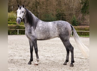Cruzado, Ruin, 4 Jaar, 158 cm, Schimmel