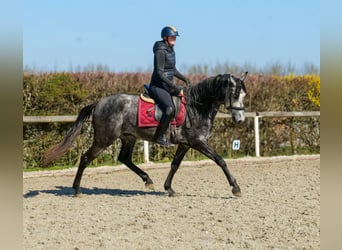 Cruzado, Ruin, 4 Jaar, 158 cm, Schimmel