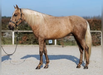 Cruzado, Ruin, 4 Jaar, 160 cm, Palomino