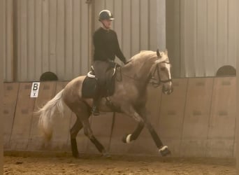 Cruzado, Ruin, 4 Jaar, 160 cm, Palomino