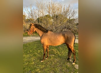 Cruzado, Ruin, 4 Jaar