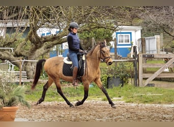 Cruzado, Ruin, 5 Jaar, 150 cm, Buckskin