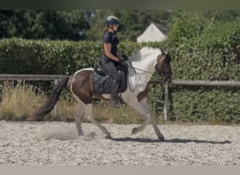Cruzado, Ruin, 5 Jaar, 150 cm, Gevlekt-paard