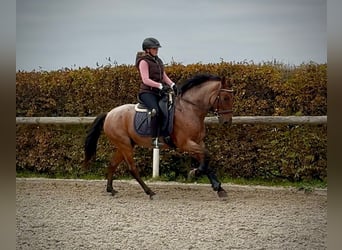 Cruzado, Ruin, 5 Jaar, 150 cm, Roan-Red