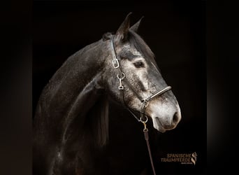 Cruzado Mix, Ruin, 5 Jaar, 154 cm, Zwartschimmel