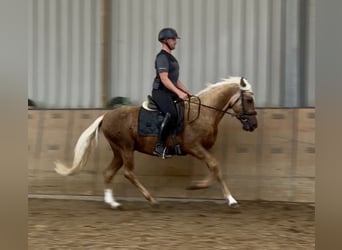 Cruzado, Ruin, 5 Jaar, 157 cm, Palomino