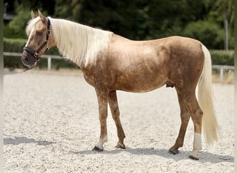 Cruzado, Ruin, 5 Jaar, 157 cm, Palomino