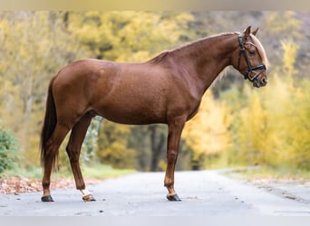 Cruzado, Ruin, 5 Jaar, 157 cm, Vos