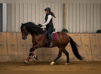 Cruzado, Ruin, 5 Jaar, 158 cm, Bruin