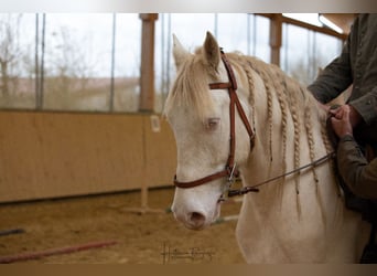Cruzado, Ruin, 5 Jaar, 160 cm, Cremello