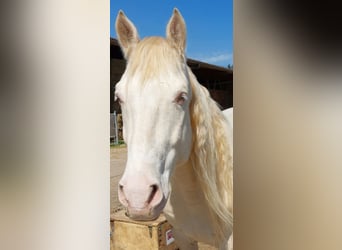 Cruzado, Ruin, 5 Jaar, 160 cm, Cremello