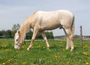 Cruzado, Ruin, 5 Jaar, 160 cm, Cremello