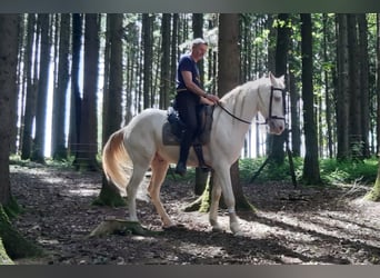 Cruzado, Ruin, 5 Jaar, 160 cm, Cremello