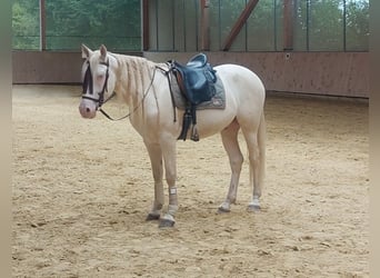 Cruzado, Ruin, 5 Jaar, 160 cm, Cremello