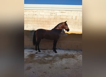 Cruzado, Ruin, 5 Jaar, 162 cm, Lichtbruin