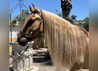 Cruzado, Ruin, 5 Jaar, 164 cm, Vos