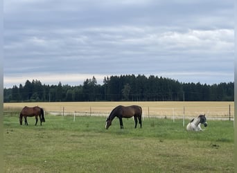 Cruzado, Ruin, 5 Jaar, 165 cm, Schimmel