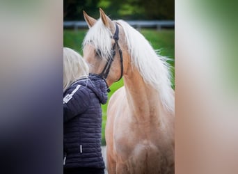Cruzado, Ruin, 5 Jaar, 167 cm, Palomino