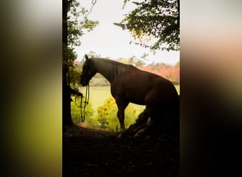 Cruzado, Ruin, 5 Jaar, 167 cm, Palomino