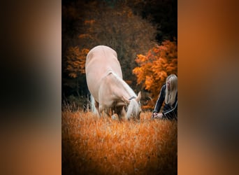 Cruzado, Ruin, 5 Jaar, 167 cm, Palomino