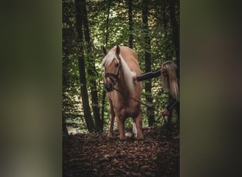 Cruzado, Ruin, 5 Jaar, 167 cm, Palomino