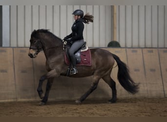 Cruzado, Ruin, 6 Jaar, 148 cm, Falbe