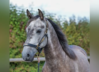 Cruzado, Ruin, 6 Jaar, 155 cm, Blauwschimmel