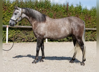 Cruzado, Ruin, 6 Jaar, 155 cm, Blauwschimmel
